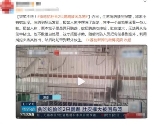 江蘇消防驚現大蛇困鳥籠 報警人求助解困