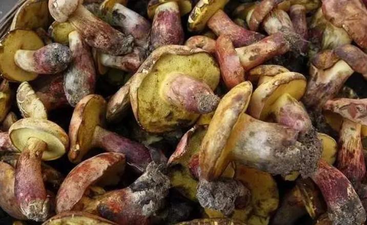 男子誤食見手青中毒，自詡奧特曼！嚴(yán)肅提醒：蘑菇中毒絕非兒戲！