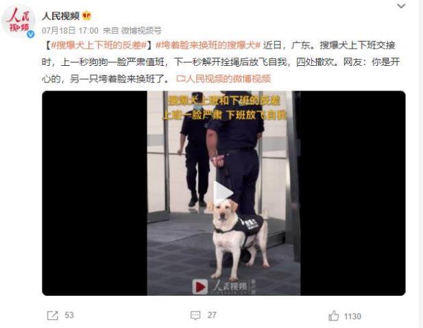 搜爆犬值班樂(lè)不可支！上下班交接瞬間逗樂(lè)眾人