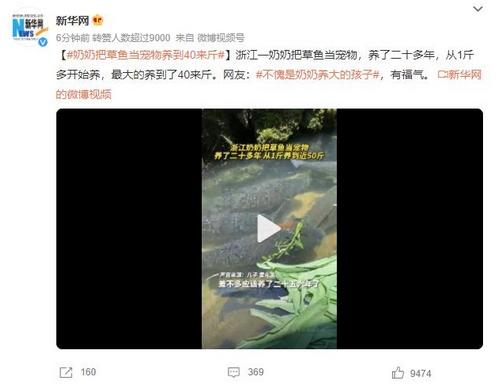 奶奶把草魚當寵物養到40來斤，網友贊嘆：不愧是奶奶養大的孩子