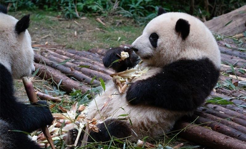 成都大運會亮點：花花洗澡“白”到發光，引發無數網友調侃與喜愛