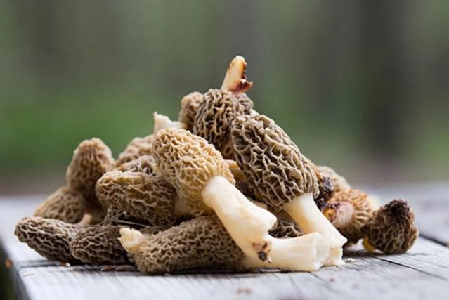 AI重現(xiàn)菌子中毒后的世界，驚嘆網友匪夷所思的創(chuàng)意