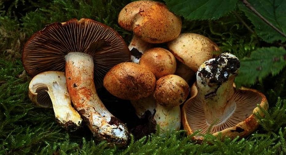 女子因食用野生菌中毒并產生幻覺，引發關注和反思