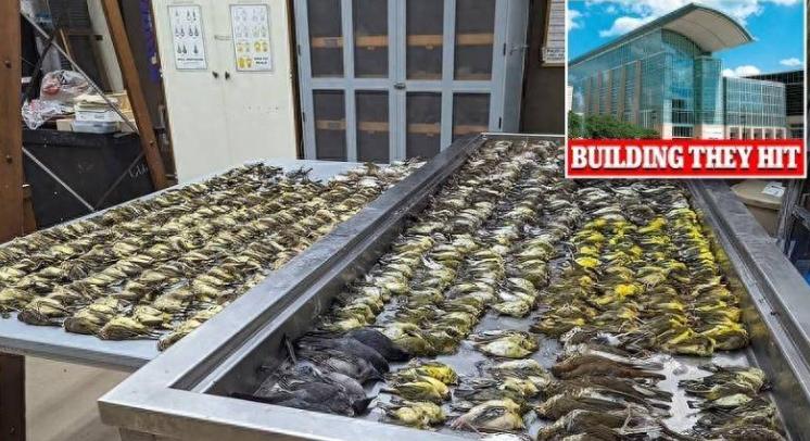 大樓玻璃成“死亡陷阱”：近1000只鳥群集體撞窗慘死，引發社會廣泛關注