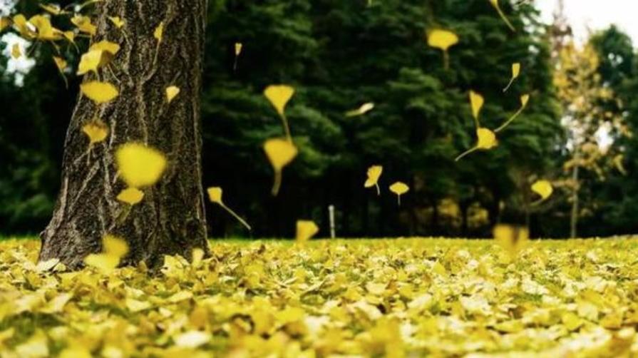 秋季抑郁高峰，回龍觀醫院精神科就診人數激增