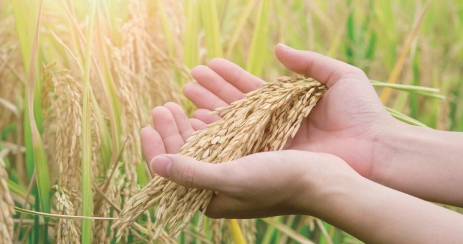 秋收農情調度：堅實來年豐收的農業基礎