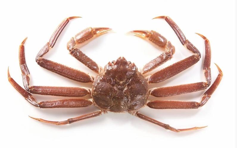 寒冷生態之殤：雪蟹消失背后的海洋溫度升高之謎