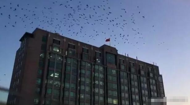 吉林長春醫院上空鳥群盤旋，引發疑問