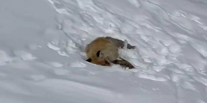 喀納斯景區的網紅狐貍引發關注：呼吁游客拒絕投喂，保護野生動物生態平衡