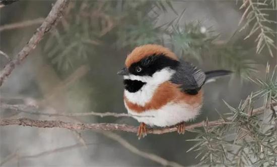 海淀區2023年陸生野生動植物名錄發布：生態多樣性再展新高度