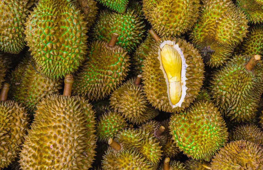 豐收季節！云南昆明榴蓮大量上市，部分價格跌破每斤10元