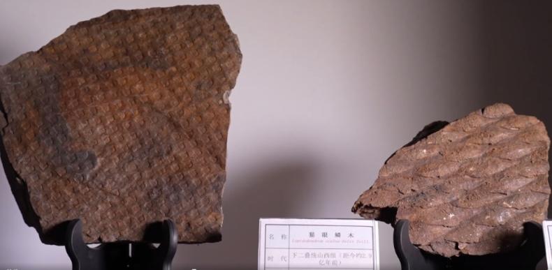 探秘3.1億年前的木化石：木化石揭示的古生態奧秘