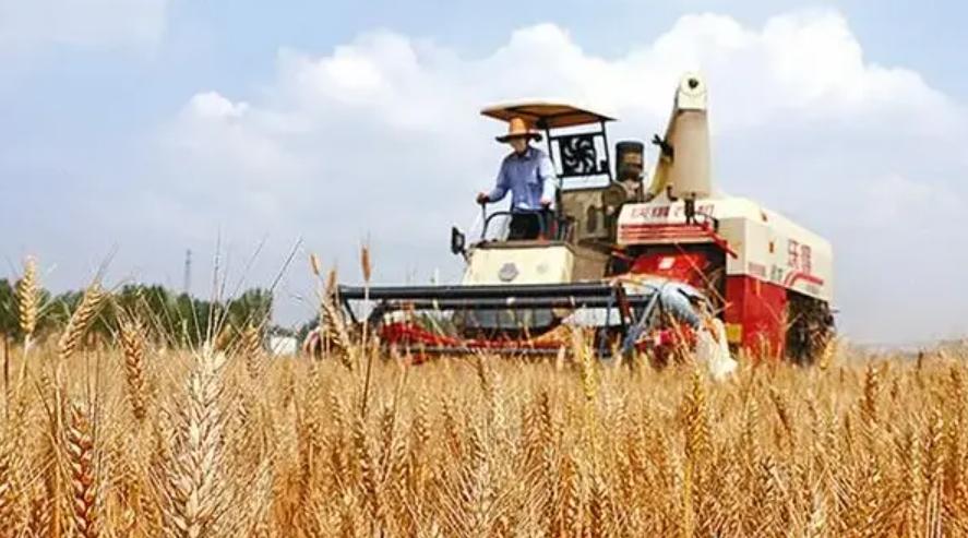 “三夏”大規模小麥機收全面展開：夏日豐收的序曲