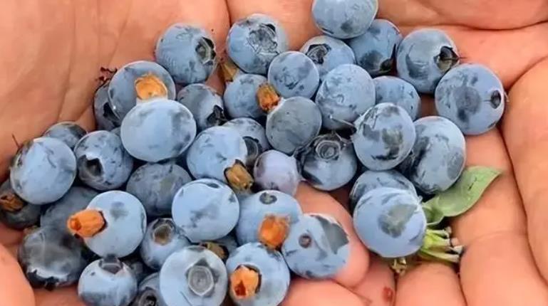 藍莓價格急轉直下：產地調查揭秘價格背后的原因